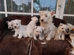 Westy pups  , west  highland white terier pups ( nog enkele), Dieren en Toebehoren, Nederland, Overige rassen, CDV (hondenziekte)