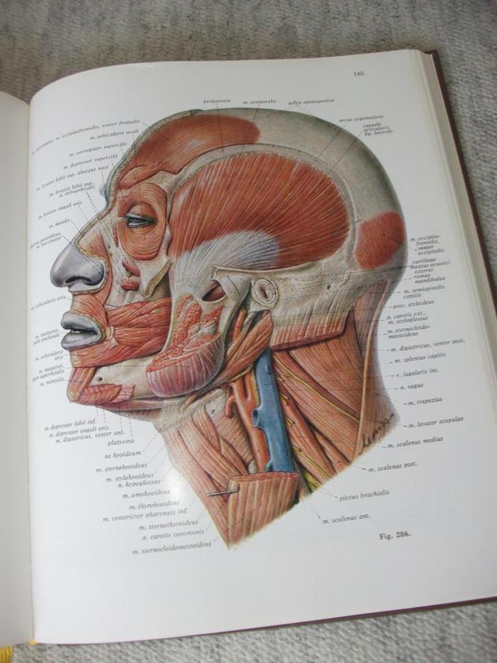 Anatomie Atlas, Sobotta, Boeken, Wetenschap, Zo goed als nieuw, Natuurwetenschap, Ophalen of Verzenden