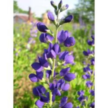 Zaden Baptisia australis Caspian Blue beschikbaar voor biedingen