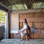 Duiven te koop man, Dieren en Toebehoren, Pluimvee, Mannelijk