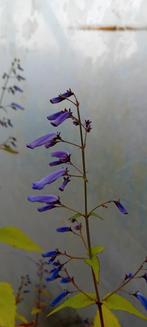 Isodon lobgituba, Tuin en Terras, Vaste plant, Halfschaduw, Herfst, Ophalen