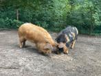 Twee kune kune zeugjes. 1 jaar oud, Dieren en Toebehoren, Schapen, Geiten en Varkens, Vrouwelijk, Varken