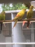 Bergparkieten gevraagd, Dieren en Toebehoren, Meerdere dieren
