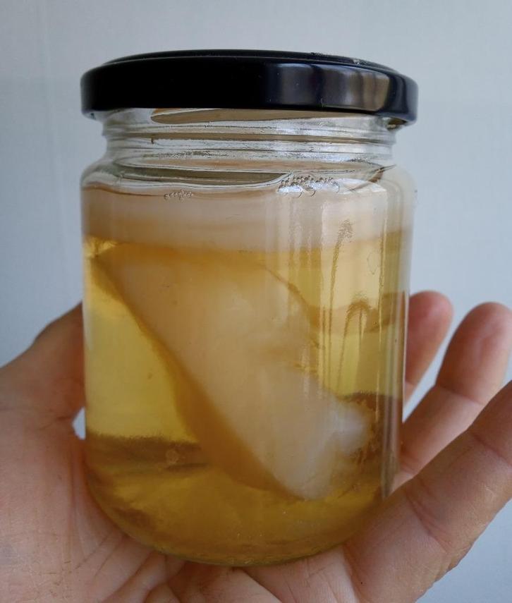 Kombucha scobies + starter, Diversen, Levensmiddelen, Ophalen