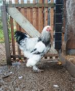 Jonge bramha haan, Dieren en Toebehoren, Mannelijk, Kip