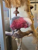 Koppel rose kaketoe, Dieren en Toebehoren, Vogels | Parkieten en Papegaaien, Meerdere dieren, Papegaai, Geringd