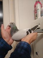 postduiven, duivin, Dieren en Toebehoren, Vogels | Duiven, Vrouwelijk, Postduif