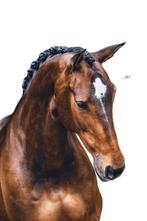 Prachtige aansprekende kwpn allround/dressuur merrie, Dieren en Toebehoren, Merrie, Z, Gechipt, Dressuurpaard