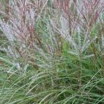 Miscanthus sinensis 'Kleine Silberspinne', Ophalen, Volle zon, Vaste plant, Siergrassen