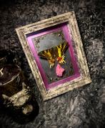 Butterfly, Ophalen, Zo goed als nieuw, Poppenhuis