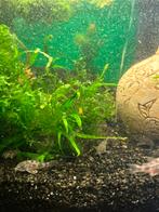 Corydora paleatus, Vis