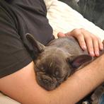 Franse bulldog teefje  enorme kroeldoos, Dieren en Toebehoren, Honden | Bulldogs, Pinschers en Molossers, 8 tot 15 weken, Teef