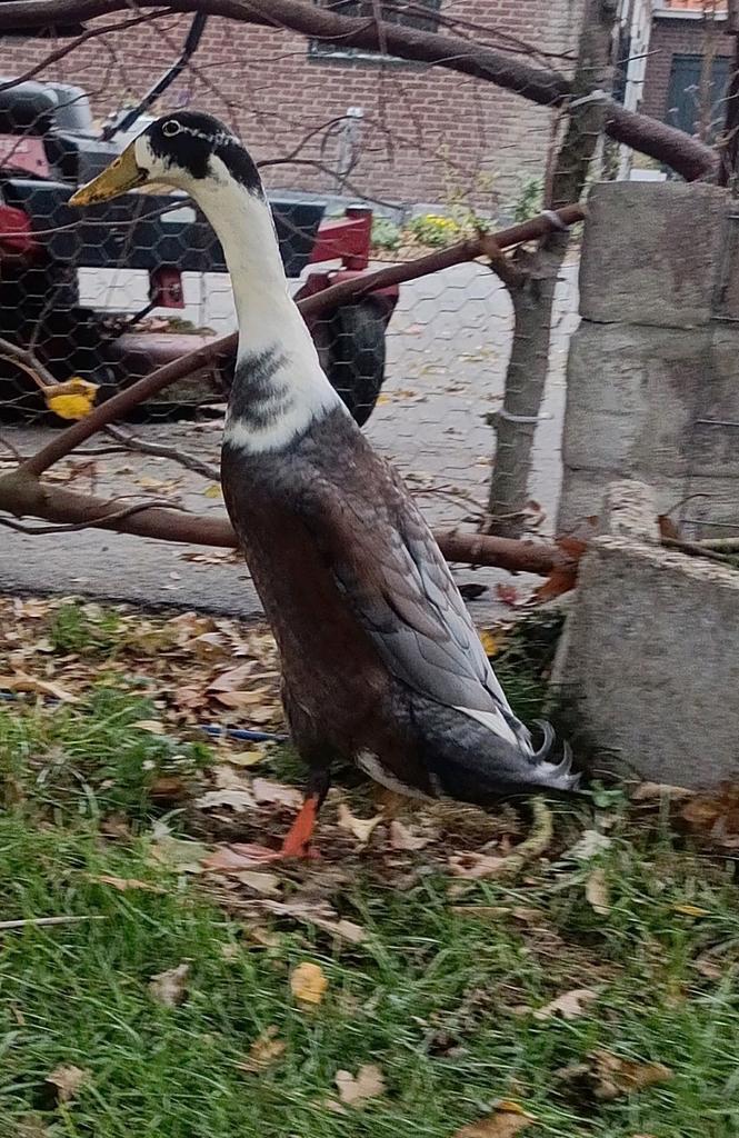 Zwartwitte Woerd Loopeend, Dieren en Toebehoren, Pluimvee, Eend, Mannelijk