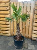 Palmboom, Ophalen, Volle zon, Palmboom, 100 tot 250 cm