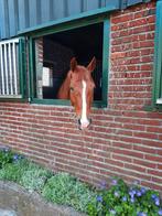 TKA 2 buitenluiken, Dieren en Toebehoren