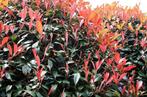 Photinia Fraseri - Red Robin haagplanten ca. 125-150 cm -50%, Ophalen of Verzenden, Overige soorten, Haag, 100 tot 250 cm