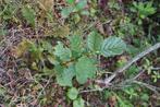 Bomen, els, Winter, Overige soorten, 400 cm of meer, Ophalen