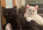 🐾 4 Betoverende Raszuivere Brits Korthaar Kittens! 🐾, Dieren en Toebehoren, Katten en Kittens | Raskatten | Korthaar, Meerdere dieren