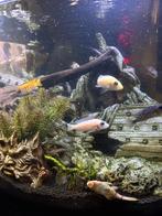 Aquarium met cichlide, Dieren en Toebehoren, Vissen | Aquaria en Toebehoren, Ophalen, Gebruikt, Gevuld zoetwateraquarium
