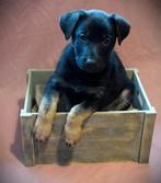 ️ Prachtige duitse herder pups ️, Parvo, 8 tot 15 weken, Meerdere, Meerdere dieren