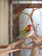 Goudmantel rosella's, Dieren en Toebehoren, Vogels | Parkieten en Papegaaien, Meerdere dieren, Parkiet, Geringd