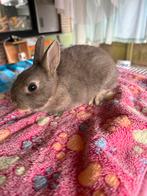 Dwerkonijntje voedster, Vrouwelijk, Dwerg, 0 tot 2 jaar