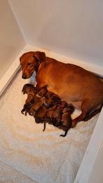 Te koop kortharig dwerg teckelpup, CDV (hondenziekte), 8 tot 15 weken, Korthaar, Dwerg