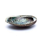 Abalone smudge schelp groen of diversicolor., Ophalen of Verzenden, Schelp(en)
