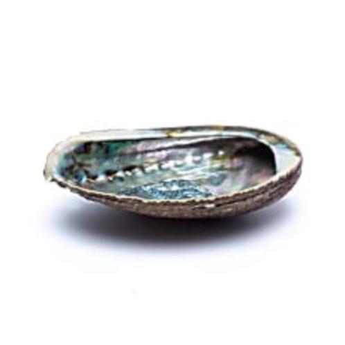 Abalone smudge schelp groen of diversicolor., Verzamelen, Mineralen en Fossielen, Schelp(en), Ophalen of Verzenden