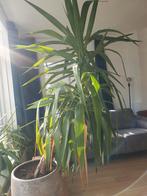 plan Yuccha, Ophalen, 100 tot 150 cm, Yucca, Volle zon