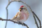 Gezocht, Dieren en Toebehoren, Vogels | Overige Vogels, Meerdere dieren, Wildzangvogel, Geringd