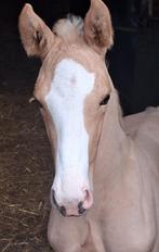 Valk en Palomino merrie veulen, Dieren en Toebehoren, Paarden, Minder dan 160 cm, Dressuurpaard, 0 tot 2 jaar, Hengst