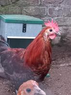 Goudbrakel haan, Dieren en Toebehoren, Pluimvee, Mannelijk, Kip