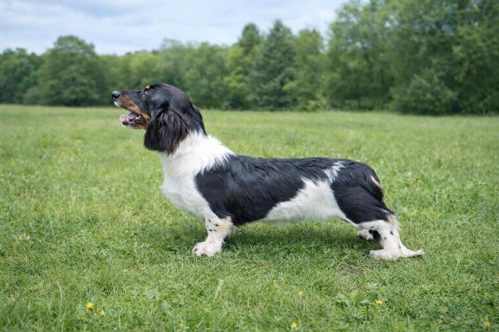 Langhaar dwerg teckel dekreu Piebald., Dieren en Toebehoren, Honden | Dekreuen, Reu, Fokker | Hobbymatig, Eén hond, Buitenland