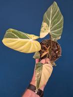 Philodendron Gloriosum Variegata p12, Huis en Inrichting, Kamerplanten, Ophalen of Verzenden, Halfschaduw, Minder dan 100 cm