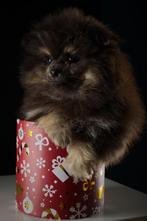 Mini pomeriaan 2 prachtige black tan pups, Dieren en Toebehoren, Honden | Poolhonden, Keeshonden en Oertypen, Keeshond, CDV (hondenziekte)