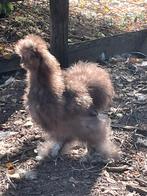 Kopel USA zijdehoenders, Dieren en Toebehoren, Pluimvee, Meerdere dieren, Kip
