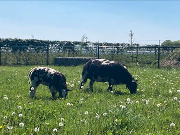 Luxe bonte ooi met ooilam, zwoegervrij en ARR-ARR beschikbaar voor biedingen