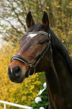 Hoofdstel in maat full te koop incl teugels, Ophalen of Verzenden, Zo goed als nieuw, Dressuur