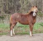 Super lieve kinder pony zoekt warm thuis ️, Merrie, B, C pony (1.27m tot 1.37m), Gechipt