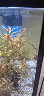 Mooie jonge endler guppen, Dieren en Toebehoren, Vissen | Aquariumvissen, Vis