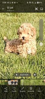 Mooie toy poedel x maltipoo, Poedel, Reu, CDV (hondenziekte), 8 tot 15 weken