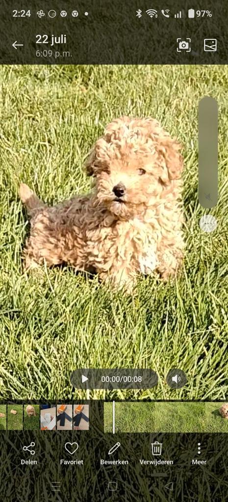 Mooie toy poedel x maltipoo, Dieren en Toebehoren, Honden | Chihuahua's en Gezelschapshonden, Reu, Poedel, Particulier, Eén hond