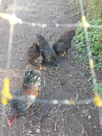 Barnevelders te koop., Dieren en Toebehoren, Pluimvee, Meerdere dieren, Kip