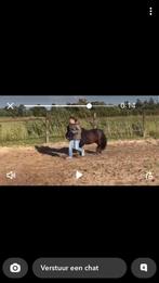 Verzorg/bijrijd paard/pony gezocht omgeving zwolle, Ophalen, Zo goed als nieuw