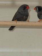 charcoal koppel zebravink, Dieren en Toebehoren, Meerdere dieren