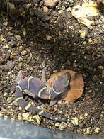 1.1 Cyrtodactylus deccanensis, Hagedis, 3 tot 6 jaar