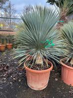 Aanbieding yucca rostrata, 100 tot 250 cm, Zomer, Palmboom, Ophalen