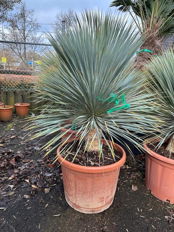 Aanbieding yucca rostrata, Tuin en Terras, Planten | Bomen, Palmboom, 100 tot 250 cm, Volle zon, Zomer, Ophalen