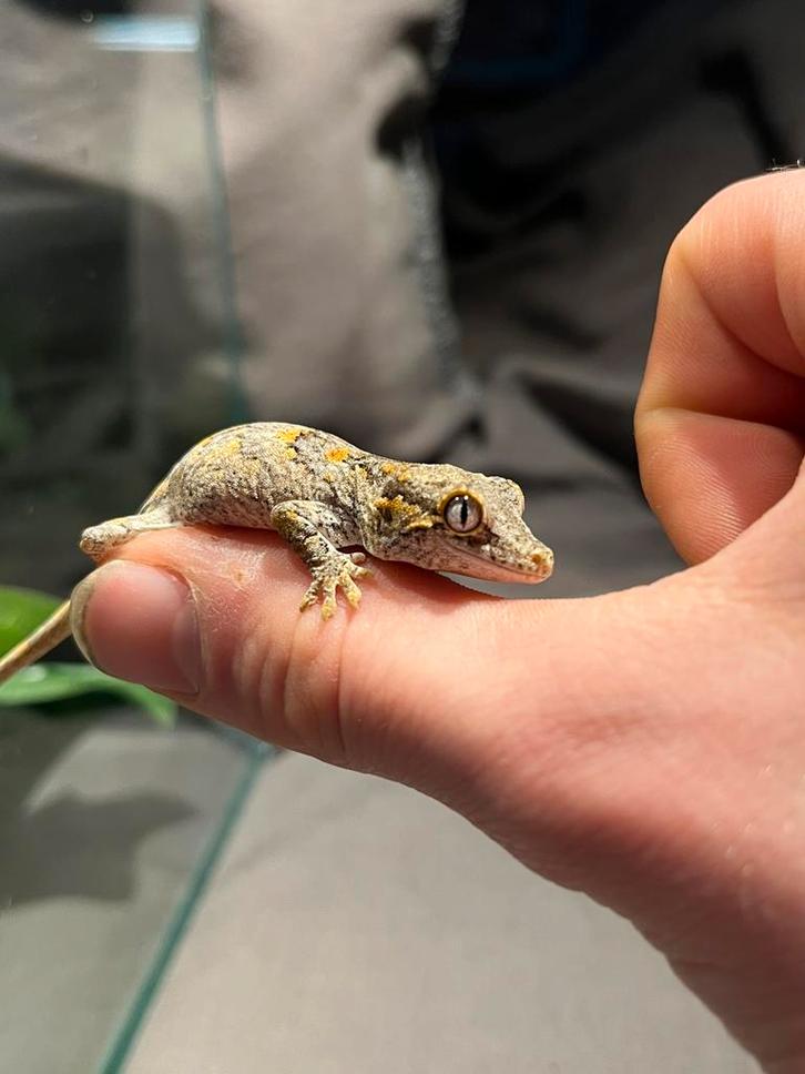 Gargoyle gekko incl nieuw 20x20x30 terrarium, Dieren en Toebehoren, Reptielen en Amfibieën, Hagedis, 0 tot 2 jaar, Met terrarium